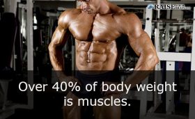 18 Interesting human body muscles facts - Raise Your Brain