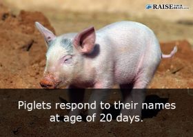 25 Weird animal facts about pigs - RaiseYourBrain.com