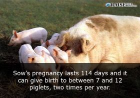 25 Weird animal facts about pigs - RaiseYourBrain.com