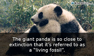 Interesting facts about pandas 5