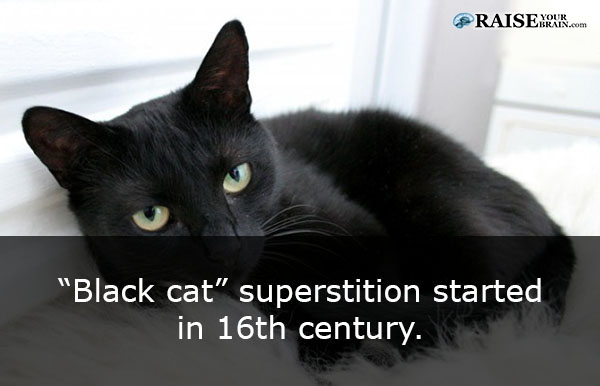 20 Interesting facts about cats - Raise Your Brain