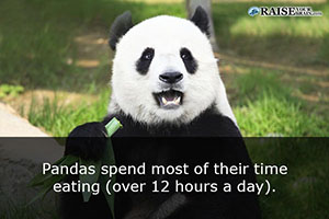 30 fun facts about pandas and their life - Raise Your Brain