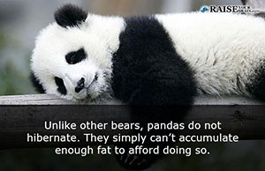 30 fun facts about pandas and their life - Raise Your Brain