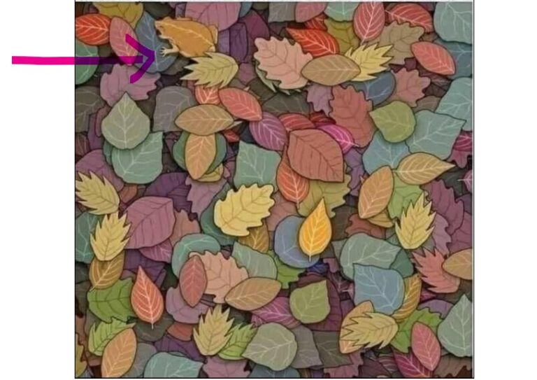 Find the frog in 20 seconds - Raise Your Brain