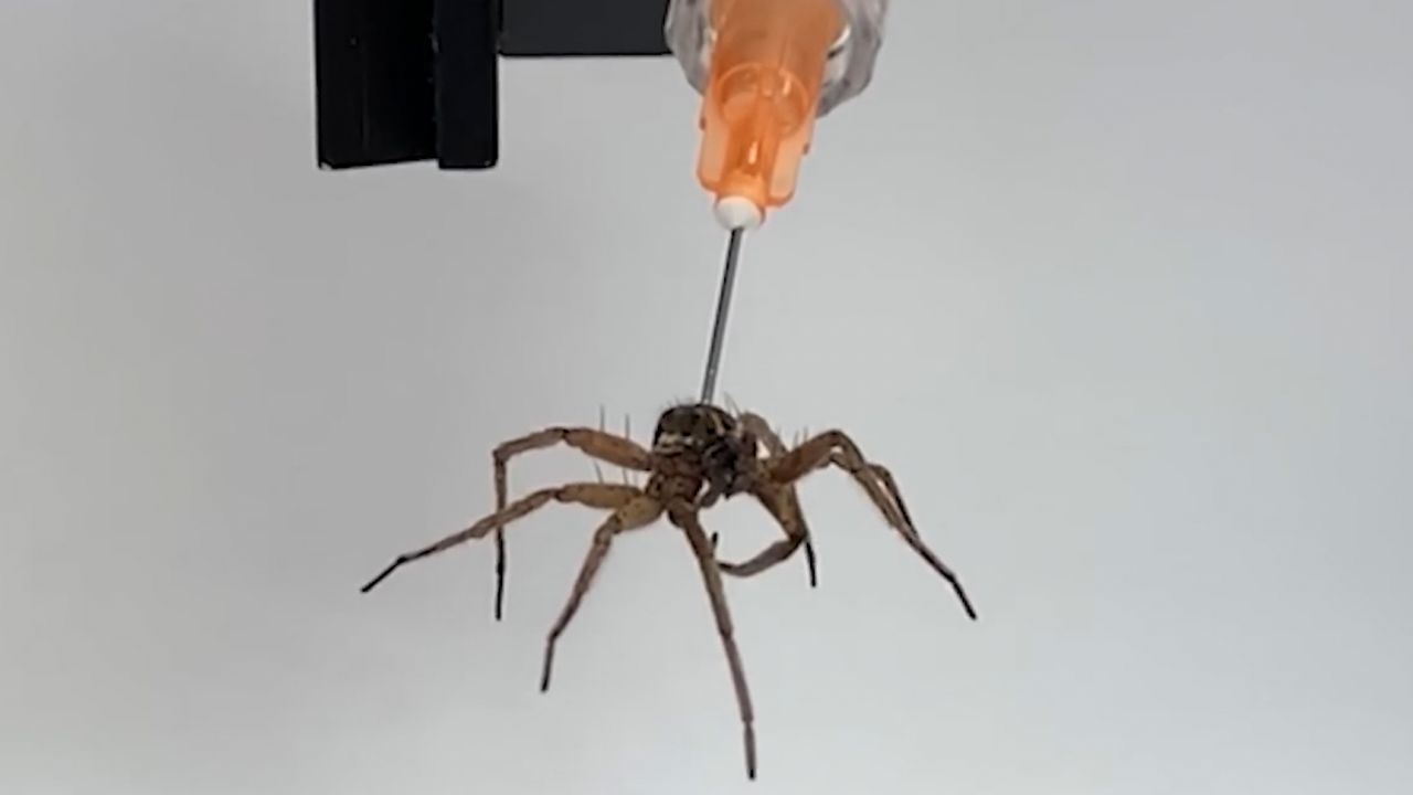Zombie Spiders - Raise Your Brain